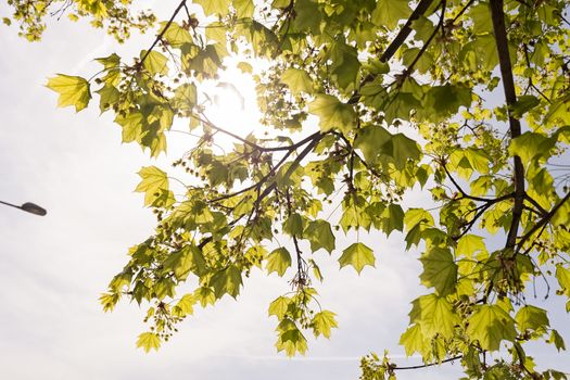 crown tree with sunshine in spring, note shallow depth of field