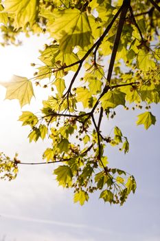 crown tree with sunshine in spring, note shallow depth of field