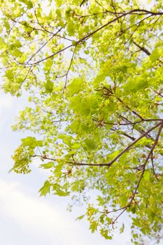 crown tree with sunshine in spring, note shallow depth of field