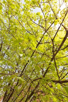 crown tree with sunshine in spring, note shallow depth of field