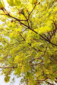 crown tree with sunshine in spring, note shallow depth of field