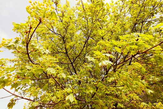 crown tree with sunshine in spring, note shallow depth of field