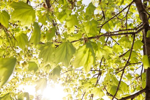 crown tree with sunshine in spring, note shallow depth of field