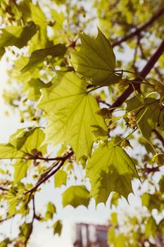 crown tree with sunshine in spring, note shallow depth of field