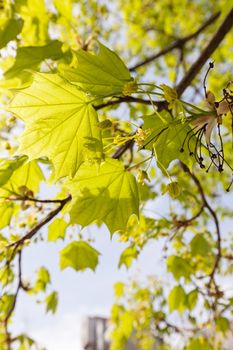 crown tree with sunshine in spring, note shallow depth of field