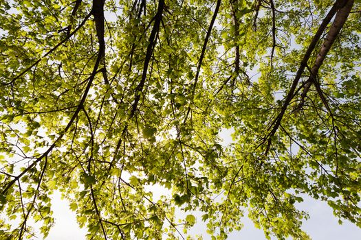 crown tree with sunshine in spring, note shallow depth of field