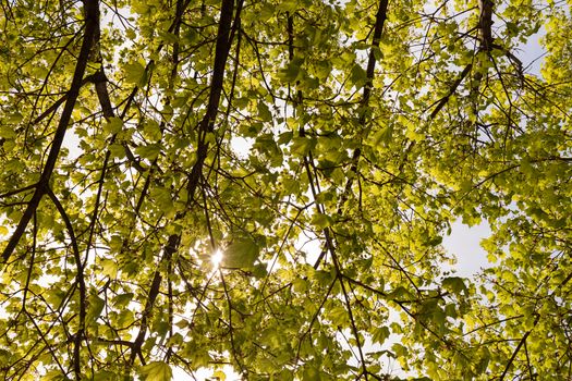 crown tree with sunshine in spring, note shallow depth of field