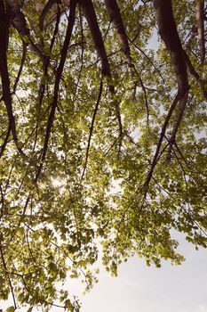 crown tree with sunshine in spring, note shallow depth of field