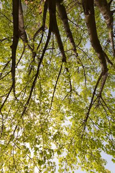 crown tree with sunshine in spring, note shallow depth of field