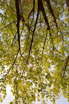 crown tree with sunshine in spring, note shallow depth of field