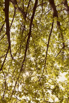 crown tree with sunshine in spring, note shallow depth of field