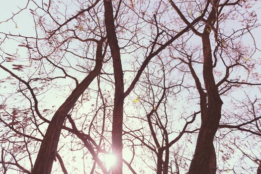 crown tree with sunshine in spring, note shallow depth of field