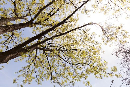 crown tree with sunshine in spring, note shallow depth of field