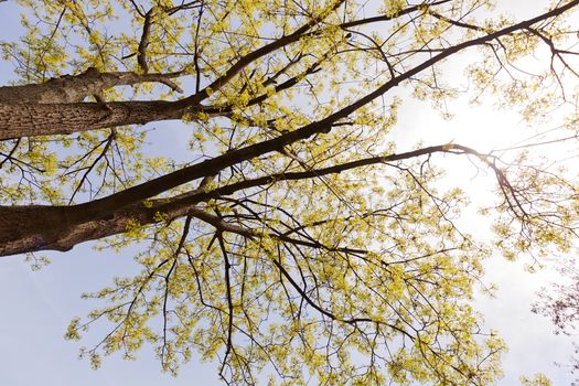 crown tree with sunshine in spring, note shallow depth of field