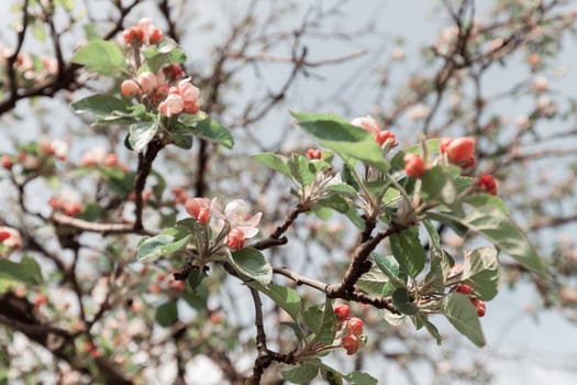 apple flower on the branches in spring, note shallow depth of field