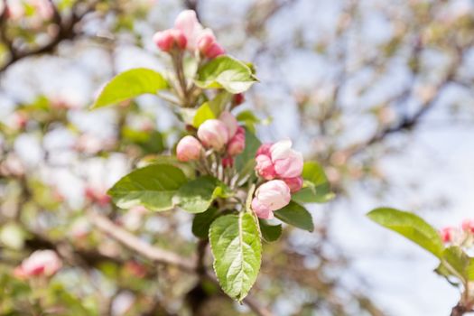 apple flower on the branches in spring, note shallow depth of field