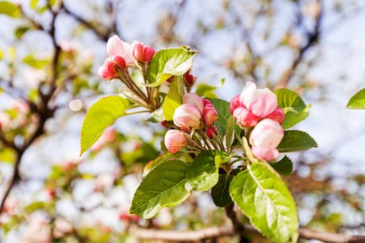 apple flower on the branches in spring, note shallow depth of field