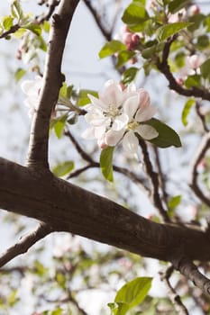 apple flower on the branches in spring, note shallow depth of field