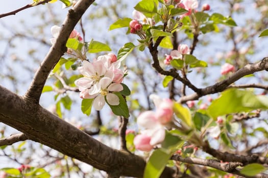 apple flower on the branches in spring, note shallow depth of field