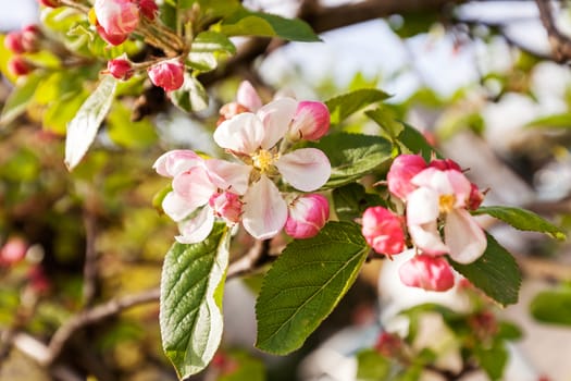 apple flower on the branches in spring, note shallow depth of field