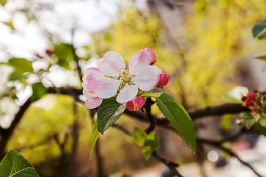 apple flower on the branches in spring, note shallow depth of field