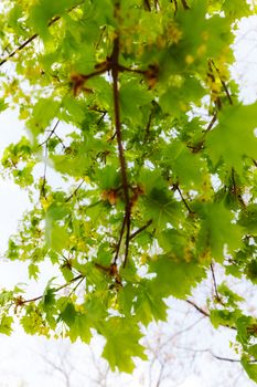 crown tree with sunshine in spring, note shallow depth of field