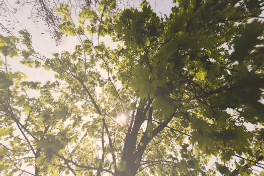 crown tree with sunshine in spring, note shallow depth of field