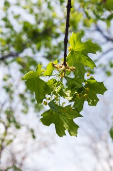 crown tree with sunshine in spring, note shallow depth of field