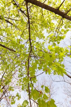 crown tree with sunshine in spring, note shallow depth of field