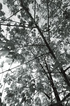 crown tree with sunshine in spring, note shallow depth of field