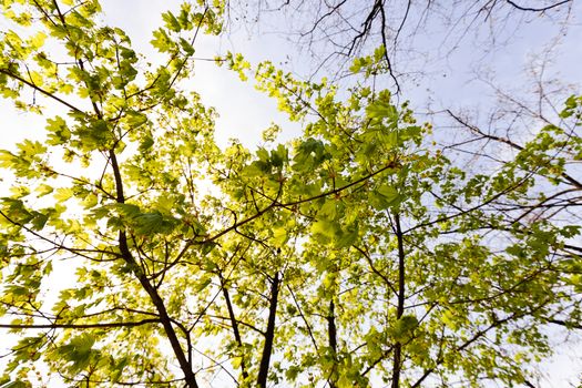 crown tree with sunshine in spring, note shallow depth of field