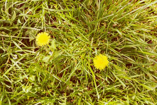 yellow dandelion in the grass, note shallow depth of field