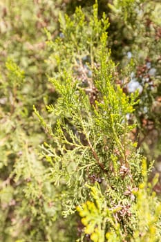 Thuja tree with thick branches, note shallow depth of field