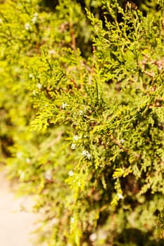 Thuja tree with thick branches, note shallow depth of field