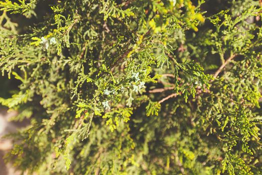 Thuja tree with thick branches, note shallow depth of field