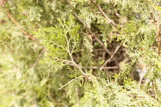 Thuja tree with thick branches, note shallow depth of field