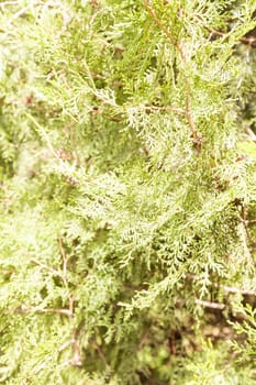  thuja tree with thick branches in nature, note shallow depth of field