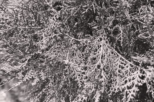  thuja tree with thick branches in nature, note shallow depth of field