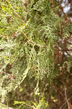  thuja tree with thick branches in nature, note shallow depth of field