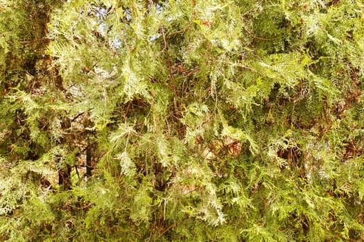  thuja tree with thick branches in nature, note shallow depth of field