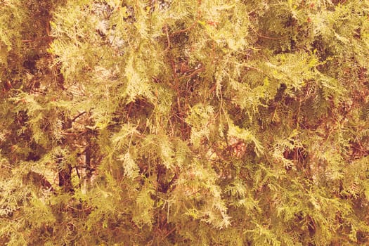  thuja tree with thick branches in nature, note shallow depth of field