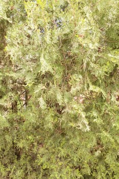  thuja tree with thick branches in nature, note shallow depth of field