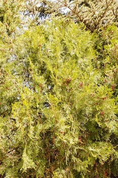  thuja tree with thick branches in nature, note shallow depth of field