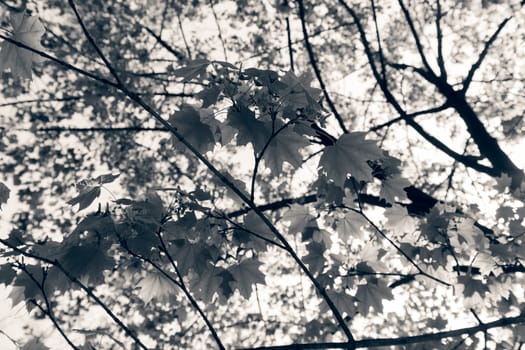 focus on green leaves with sunlight  in nature, note shallow depth of field