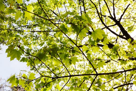 focus on green leaves with sunlight  in nature, note shallow depth of field