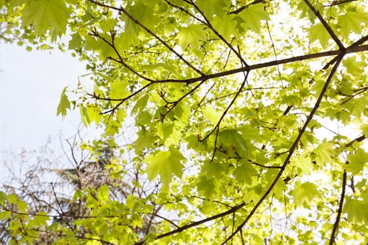 focus on green leaves with sunlight  in nature, note shallow depth of field