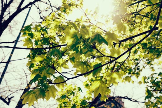 focus on green leaves with sunlight  in nature, note shallow depth of field