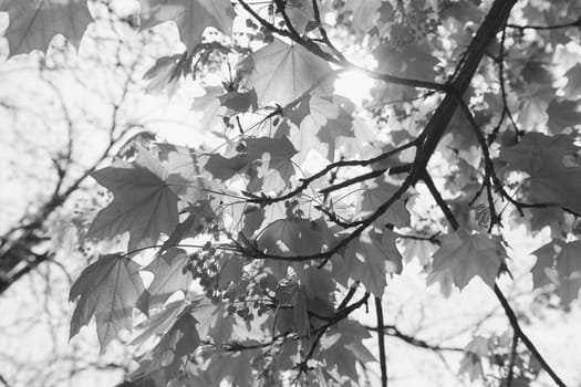 focus on green leaves with sunlight  in nature, note shallow depth of field