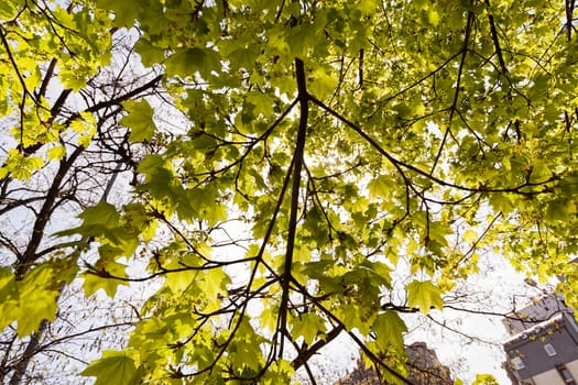 focus on green leaves with sunlight  in nature, note shallow depth of field