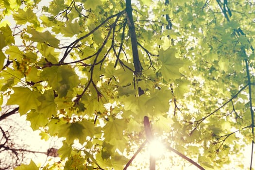 focus on green leaves with sunlight  in nature, note shallow depth of field